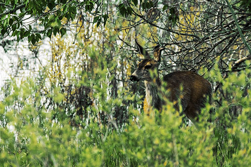 White Tailed Deer Looking Onwards Among Tall Grass (Yellow Tint Photo)