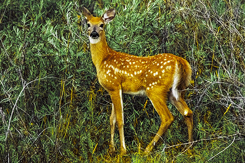 White Tailed Spotted Deer Stands Among Vegetation (Yellow Tint)