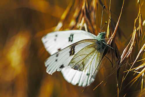 White Winged Butterfly Clings Grass Blades (Yellow Tint Photo)