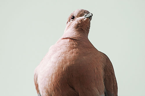 Wide Eyed Collared Dove Keeping Watch (Yellow Tint Photo)