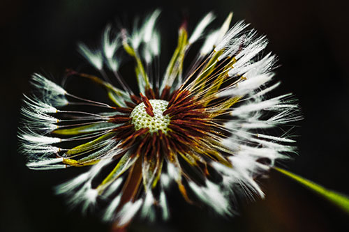 Wind Blowing Partial Puffed Dandelion (Yellow Tint Photo)