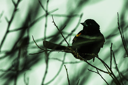 Wind Gust Blows Red Winged Blackbird Atop Tree Branch (Yellow Tint Photo)
