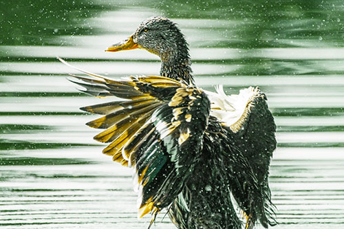Wing Flapping Mallard Duck Splashing Lake Water (Yellow Tint)
