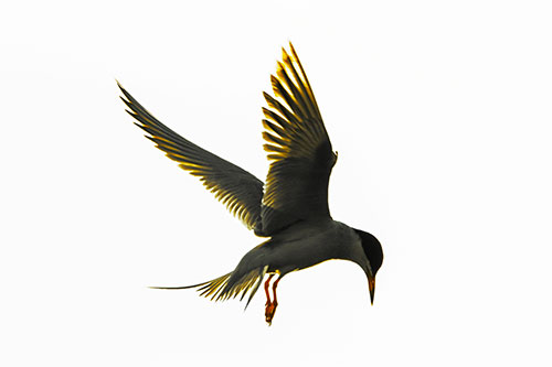 Wing Flapping Tern Eying For Fish Below (Yellow Tint)