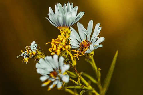Withering Aster Flowers Decaying Among Sunshine (Yellow Tint Photo)