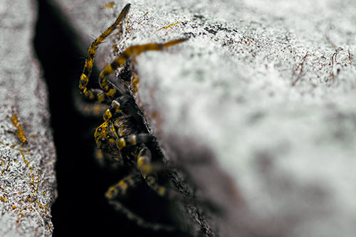 Wolf Spider Peeking Out Rock Crevice (Yellow Tint)
