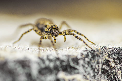 Wolf Spider Standing Along Rock Edge (Yellow Tint)