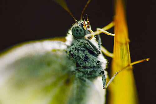 Wood White Butterfly Hugs Grass Blade (Yellow Tint Photo)