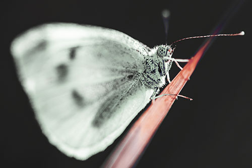 Wood White Butterfly Perched Atop Grass Blade (Yellow Tint Photo)