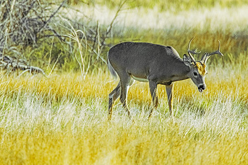 Yawning White Tailed Deer Wanders Among Grass Prairie (Yellow Tint)