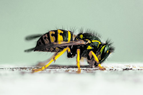 Yellowjacket Wasp Chewing Wood (Yellow Tint)