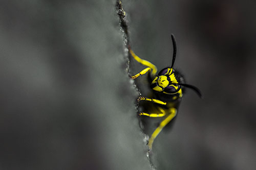 Yellowjacket Wasp Crawling Rock Vertically (Yellow Tint Photo)