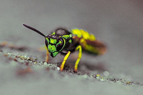Yellowjacket Wasp Prepares For Flight (Yellow Tint)