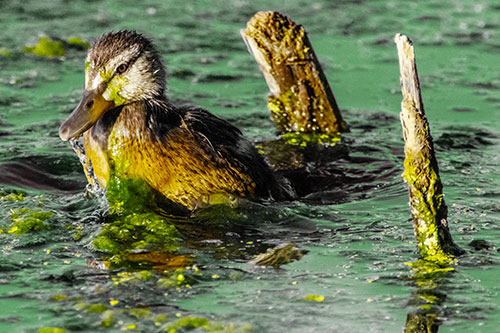 Young Mallard Duckling Playing Among Algae (Yellow Tint)