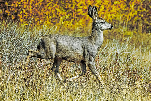 Young Mule Deer Galloping Across Grassland (Yellow Tint)