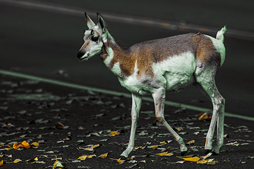 Young Pronghorn Crosses Leaf Covered Road (Yellow Tint Photo)