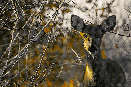 Young White Tailed Deer Watches Through Chain Link Fence (Yellow Tint)