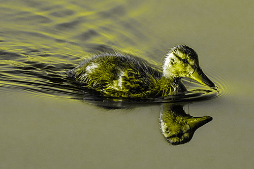 Aging Mallard Duckling Swimming Through Calm Water (Yellow Tone)