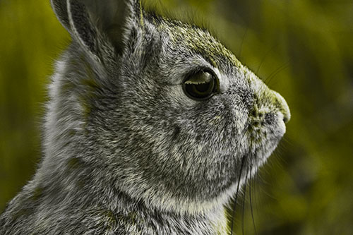 Alert Bunny Rabbit Detects Noise (Yellow Tone Photo)