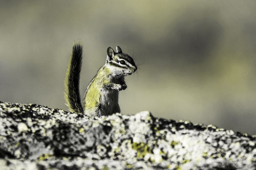 Alert Chipmunk Extending Tail Upwards (Yellow Tone)