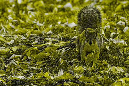 Alert Squirrel Freezes Among Fall Leaves (Yellow Tone)