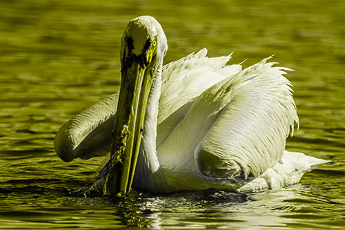 Algae Beaked Pelican Fishes For Salamanders (Yellow Tone)