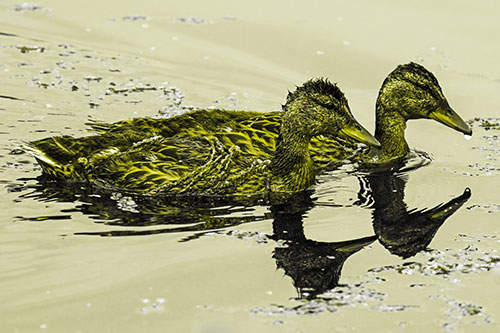 Algae Coated Female Mallard Ducks Swimming In Unison (Yellow Tone Photo)