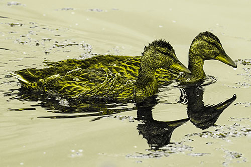 Algae Coated Female Mallard Ducks Swimming In Unison (Yellow Tone)