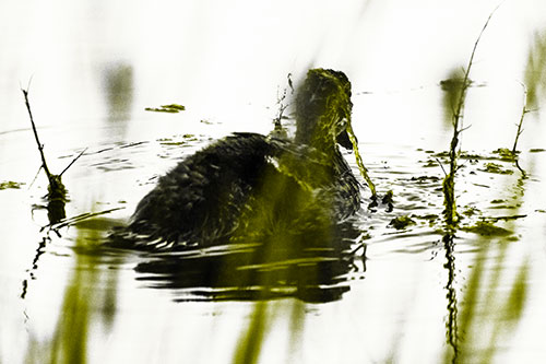 Algae Covered Loch Ness Mallard Monster Duck (Yellow Tone Photo)