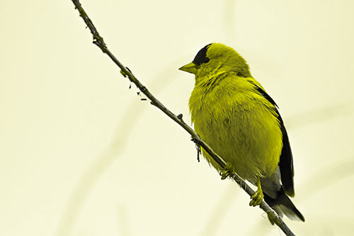 American Goldfinch Perched Along Slanted Branch (Yellow Tone Photo)