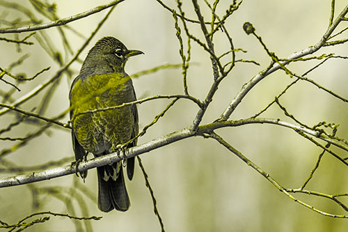 American Robin Looking Sideways Among Twisting Tree Branches (Yellow Tone)