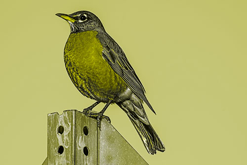 American Robin Perched Atop Metal Sign (Yellow Tone Photo)