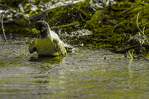 American Robin Splashing River Water (Yellow Tone Photo)