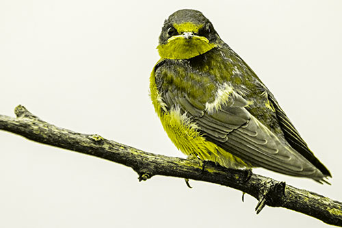 Angry Barn Swallow Looking Backwards (Yellow Tone)