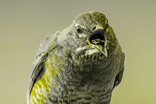 Angry Faced American Robin Screaming (Yellow Tone)