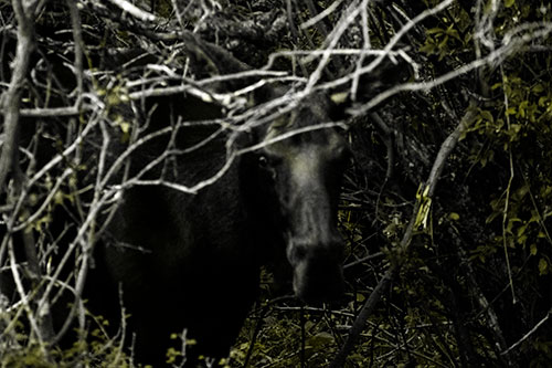 Angry Faced Moose Behind Tree Branches (Yellow Tone Photo)