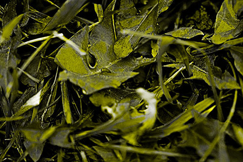 Angry Rotting Triangular Leaf Face (Yellow Tone)