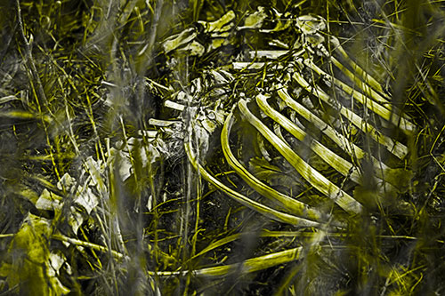 Animal Skeleton Remains Resting Beyond Plants (Yellow Tone Photo)