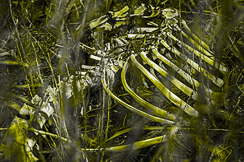 Animal Skeleton Remains Resting Beyond Plants (Yellow Tone)