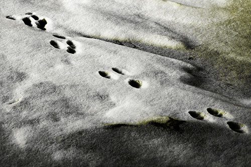 Animal Snow Footprint Trail (Yellow Tone Photo)