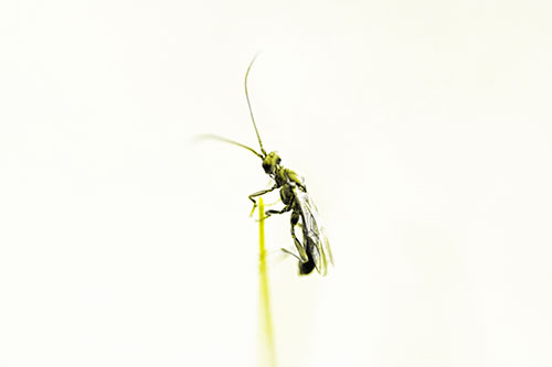 Ant Clinging Atop Piece Of Grass (Yellow Tone Photo)