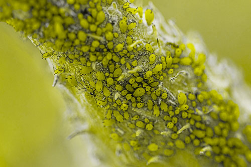 Aphid Colony Gathered Among Milkweed Stem (Yellow Tone)