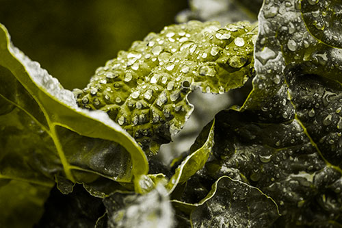 Arching Leaf Water Droplets (Yellow Tone Photo)