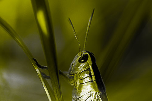 Arm Resting Grasshopper Watches Surroundings (Yellow Tone Photo)