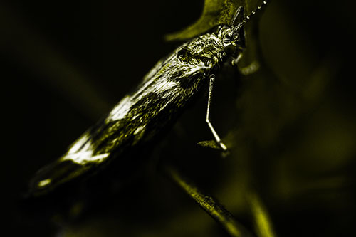 Arm Resting Leaf Blotch Miner Moth (Yellow Tone Photo)