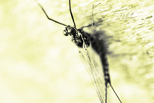 Back Bending Big Eyed Mayfly Resting (Yellow Tone Photo)