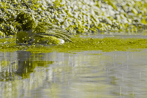 Bathing American Robin Splashing Water Along Shoreline (Yellow Tone Photo)