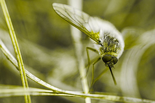 Bee Fly Balances Atop Dried Grass Blades (Yellow Tone)