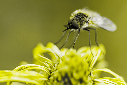Bee Fly Standing Atop Gumplant Petals (Yellow Tone)