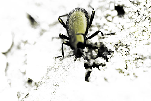 Beetle Beside Dirt Hole (Yellow Tone Photo)
